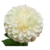 Dahlia oksa 75cm