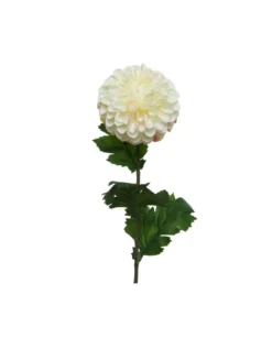 Dahlia oksa 75cm