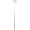 Gerbera tekokukka