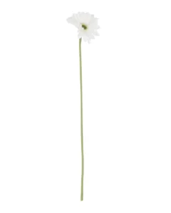 Gerbera tekokukka