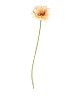 Gerbera tekokukka