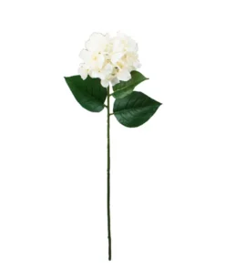 Hortensia kerma
