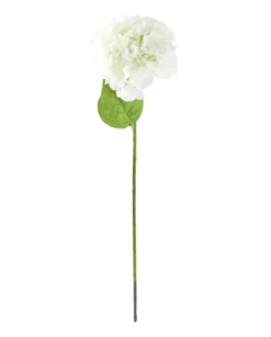 Hortensia kimaltava valkoinen