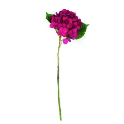 Hortensia tekokukka