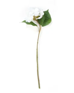 Hortensia tekokukka