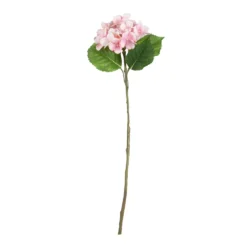 Hortensia vaaleanpunainen