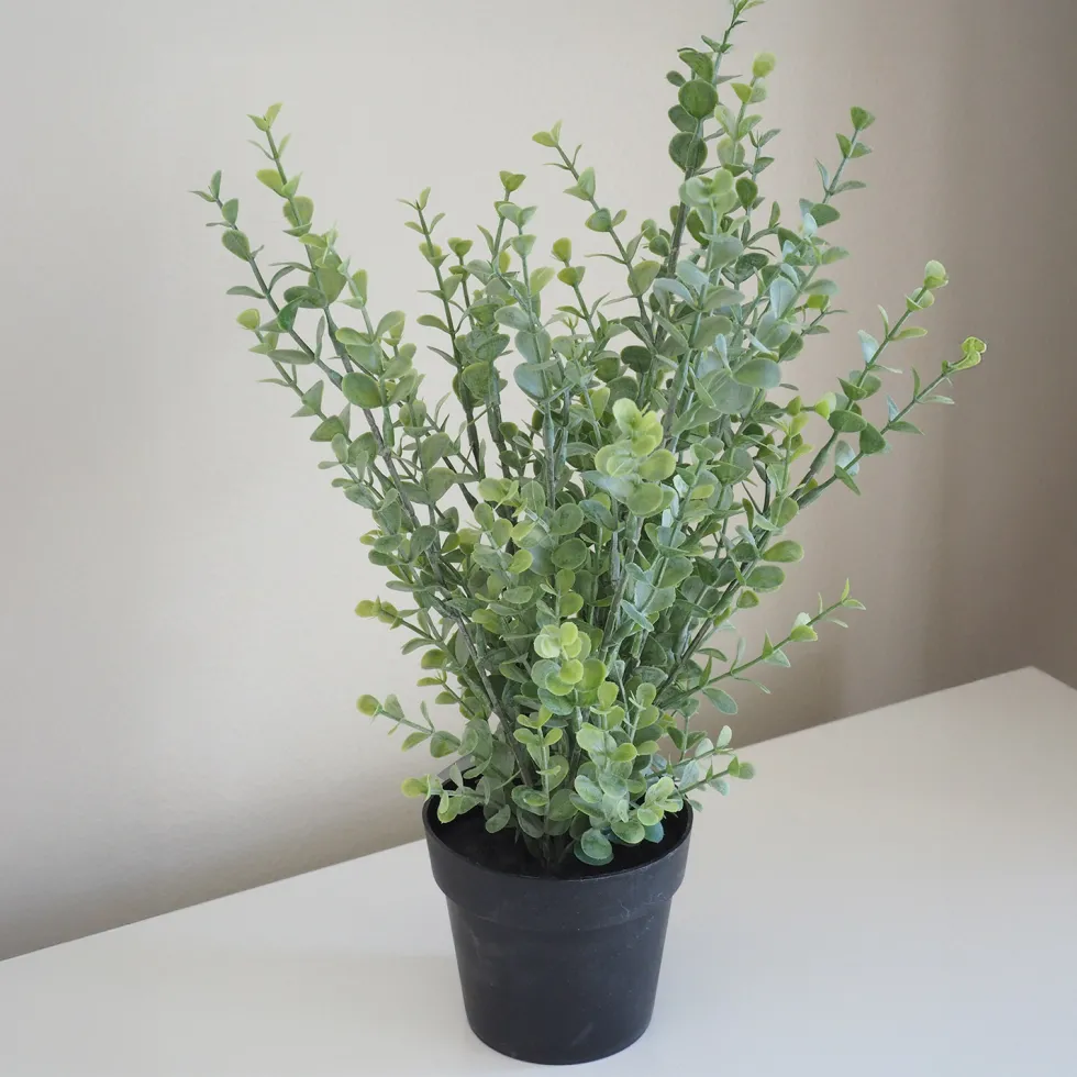 Koristeviherkasvi 35cm