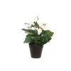 4living begonia valkoinen