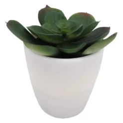 Mehikasvi valkoisessa ruukussa 15cm
