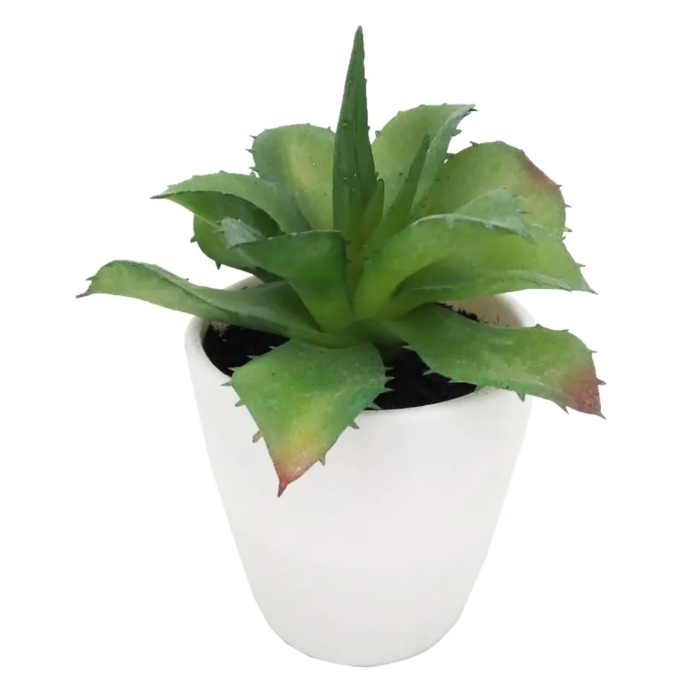 Mehikasvi valkoisessa ruukussa 15cm