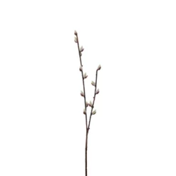 Pajunkissaoksa 57cm