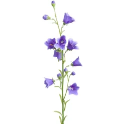 Sinikello oksa sininen 65cm