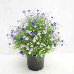 Tekokasvi harsokukka lila/valkoinen 48cm