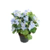Tekokukka Campanula ruukussa vaaleansininen