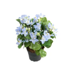 Tekokukka Campanula ruukussa vaaleansininen