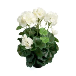 Tekokukka Pelargonia ruukussa 35cm valkoinen