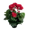 Tekokukka Pelargonia ruukussa 35cm punainen