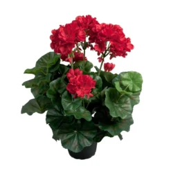 Tekokukka Pelargonia ruukussa 35cm punainen