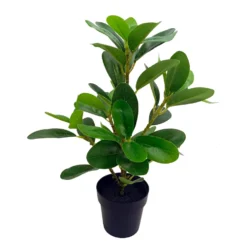 Viherkasvi ruukussa 35cm