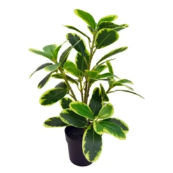 Viherkasvi ruukussa 35cm