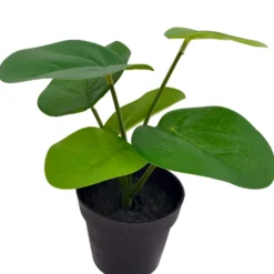 Viherkasvi ruukussa 20cm erilaisia