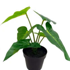 Viherkasvi ruukussa 20cm erilaisia