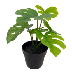 Viherkasvi ruukussa 20cm erilaisia